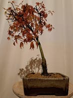 Esdoorn Noorse esdoorn - Acer palmatum Beni Tsukasa - Hoogte