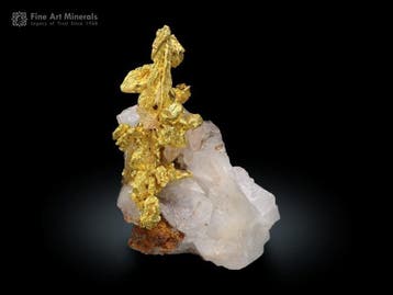 Goud Exemplaar - Hoogte: 2.7 cm - Breedte: 2 cm- 6 g - (1)