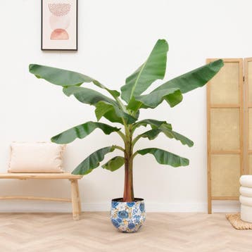 Green Bubble - Bananenplant (Musa) - 180cm - Ø35 cm, Ophalen of Verzenden