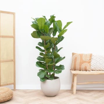 Green Bubble - Ficus Lyrata struik - 160cm - Ø27 cm, Huis en Inrichting, Kamerplanten, Ophalen of Verzenden