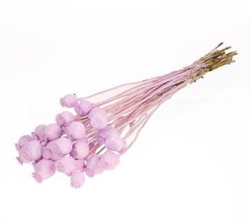 Papaverbollen Lilac Misty, Ophalen of Verzenden, Nieuw