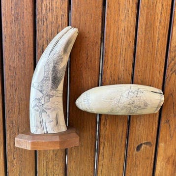 Scrimshaw Tand - Scrimshaw réplique - 20 cm - 10 cm - 8 cm -, Nieuw