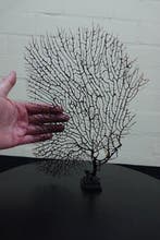 Fine Gorgonian Sea Fan / zeewaaier op houten sokkel