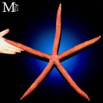 Grote paarse zeester, droog geconserveerd - Ophidiaster