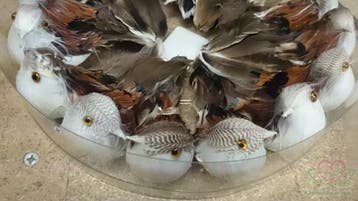 Vogeltjes Donkerbruin natuurlijk 9 cm 16 stuks, Ophalen of Verzenden, Nieuw