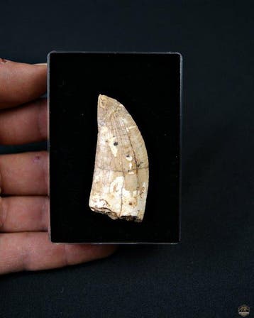 Dinosaurus - Fossiele tand - Carcharodontosaurus Saharicus, Verzamelen, Mineralen en Fossielen