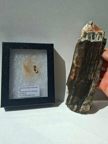 Wolharige mammoet - SET - Gefossiliseerde slagtand -
