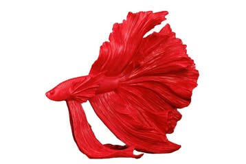 Design decoratief figuur vechtende vis CROWNTAIL 35cm rood, Ophalen of Verzenden, Nieuw