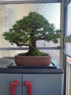 Den bonsai (Pinus) - Hoogte (boom): 48 cm - Diepte (boom):, Antiek en Kunst, Antiek | Overige Antiek