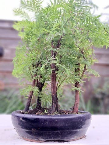 metasequoia bos in bonsaischaal - Hoogte (boom): 30 cm -