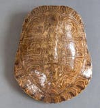 Rivierschildpad Pantser - Trachemys scripta elegans - 18 cm, Nieuw