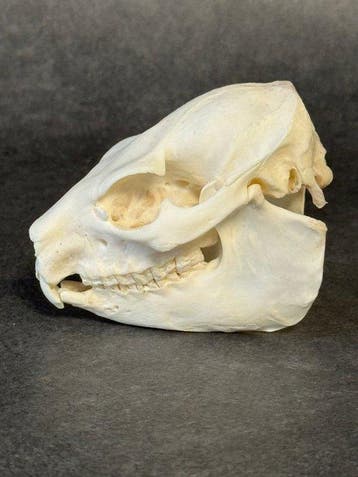 steenmuis Schedel - Procavia johnstoni - 6.5 cm - 5.5 cm - 9, Verzamelen, Nieuw