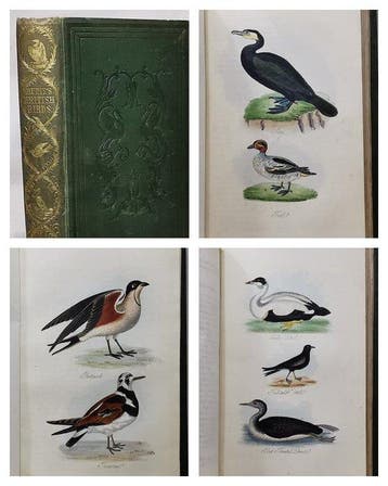 Robert Mudie - The Feathered Tribes of the British Islands