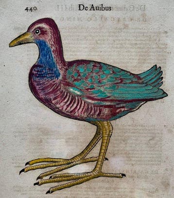 Conrad Gesner - Vogelbuch - 1617