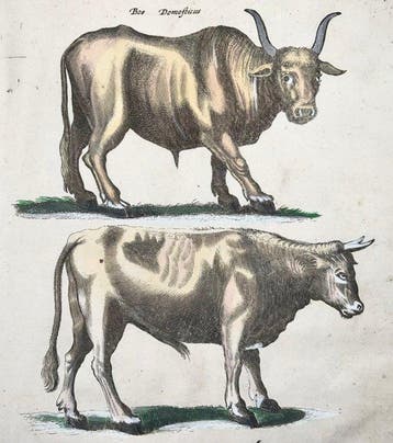 Matthäus Merian (1593-1650) - hand-coloured folio: Bull,