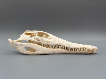 Nijlkrokodil Schedel - Crocodylus niloticus - 6 cm - 10 cm -, Nieuw