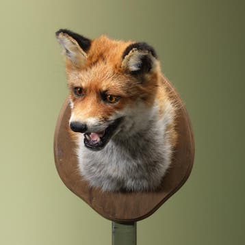Vos Taxidermie Opgezette Dieren By Max, Ophalen of Verzenden, Nieuw, Wild dier, Opgezet dier