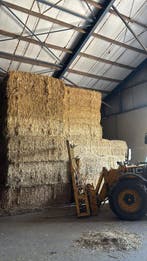 GESNEDEN TARWESTRO – LEVERING DOOR HEEL NL | €170 PER TON, Verzenden, Vee