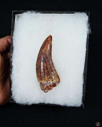 Dinosaurus - Fossiele tand - Carcharodontosaurus saharicus