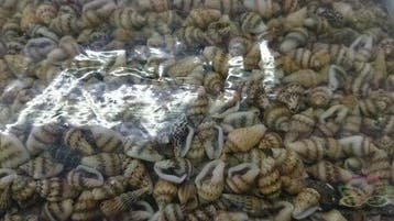 Nassa mix schelpen 1 kilo, Ophalen of Verzenden, Nieuw