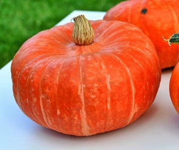 Mooregold kabocha pompoen basiseenheid, Ophalen of Verzenden, Nieuw