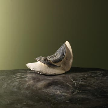 Trilobiet Taxidermie Opgezette Dieren By Max, Ophalen of Verzenden, Nieuw, Wild dier, Opgezet dier