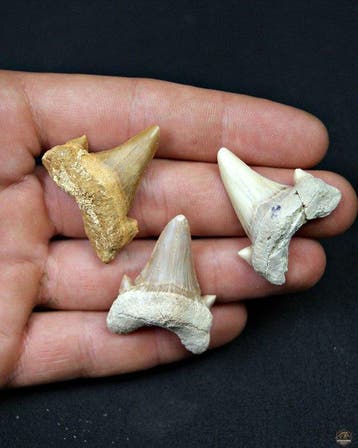 Haai - Fossiele tand - Otodus obliquus (Zonder minimumprijs)