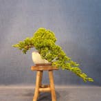 Jeneverbes bonsai (Juniperus) - Hoogte (boom): 13 cm -
