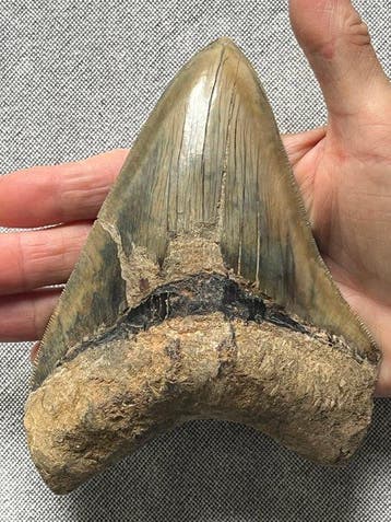 Groot Megalodon-tand 15,2 cm (6,0 inch) - Fossiele tand -
