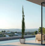 Green Bubble - Cupressus piramide - 210cm - Ø24 cm, Ophalen of Verzenden