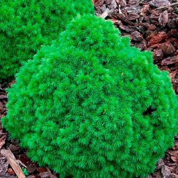 Picea glauca `Alberta Globe` container (P19) Coniferen, Verzenden