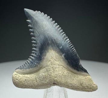Hemipristis serra - Fossiele tand - 3.7 cm - 3 cm