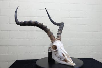 Large African Impala Schedel - Aepyceros melampus - 0 cm - 0, Nieuw
