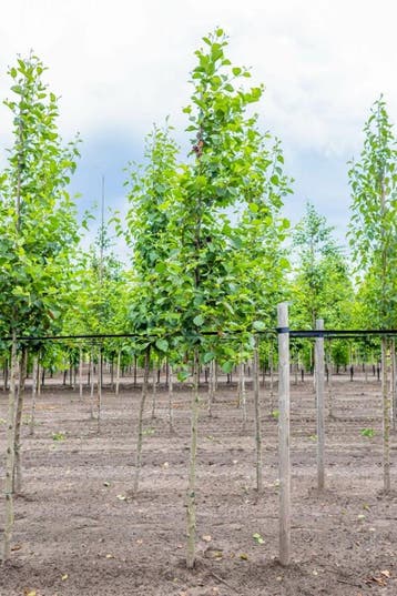 Alnus incana hoogstam