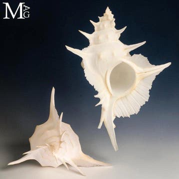 Zeldzame Diepwater Murex Alabaster - 153 mm !!! Zeeschelp -, Nieuw