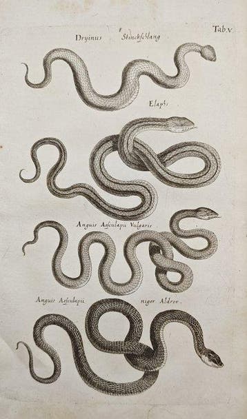 John Jonston (1603–1675) - Various Serpent and Snake Species