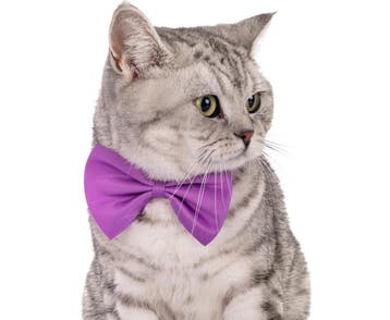 Katten strikjes in diverse kleuren!, Verzenden, Nieuw