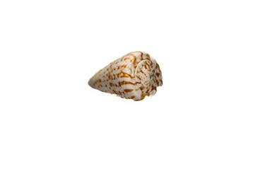Fascinerende kegelslak: De elegante Conus angasi als, Verzamelen, Nieuw