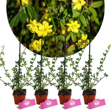 Jasminum nudiflorum + Pot 9cm 4 stuks, Verzenden, Halfschaduw
