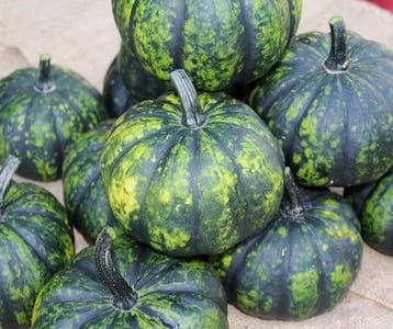 Phantomita f1 groen wit gevlekt klein eetpompoentje, Ophalen of Verzenden, Nieuw