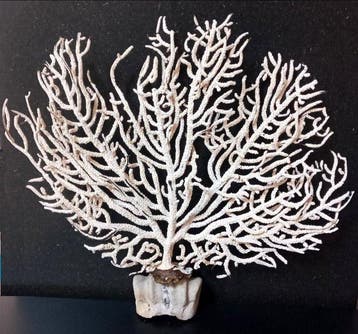 Pink Sea Fan - Koraal - Eunicella verucosa (Zonder, Nieuw