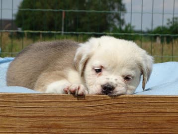 Old English Bulldog pups! | Mogen mee! Hartelijk welkom, Parvo, Nederland, 8 tot 15 weken, Bulldog