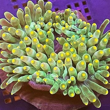 Heteractis Malu Groen / Oranje tips, Dieren en Toebehoren, Ophalen of Verzenden, Nieuw