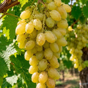 Druif ‘Centennial Seedless’ container (P19), Verzenden