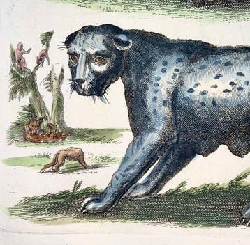 Matthäus Merian (1593-1650) - Tiger, Panther, Leopard, Lynx