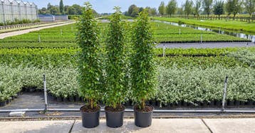 Portugese laurier 140-160 cm in pot | haagplant € 57,50, Ophalen, Laurier, Haag, 100 tot 250 cm