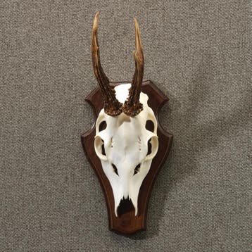 Reebok Gewei Taxidermie Opgezette Dieren By Max, Ophalen of Verzenden, Nieuw, Wild dier, Opgezet dier