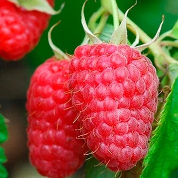 Framboos Aroma-Queen container (C2) Wit, Tuin en Terras, Verzenden
