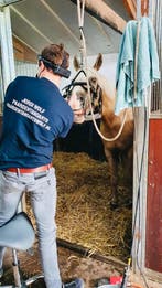 Gebitsbehandelingen al vanaf €90 Paardentandarts Wolf, Dieren en Toebehoren