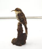 Rampichino Taxidermie volledige montage - Certhia, Verzamelen, Dierenverzamelingen, Nieuw